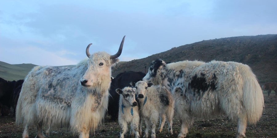 Two large adult black and white yaks stand with two baby yaks in between them