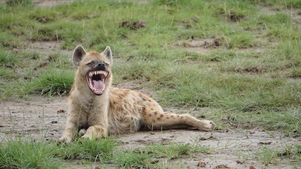 A hyena opens its mouth wide, revealing large teeth