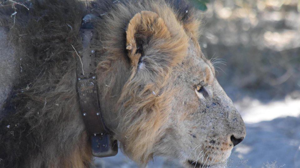 a collared lion stands in profile
