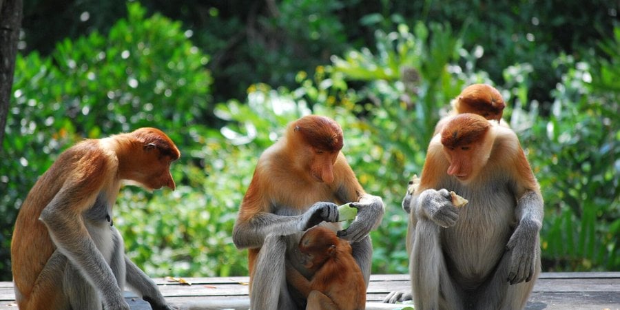 Image from the island of Borneo