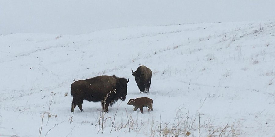 A bison cow and her calf stand in a snowy field