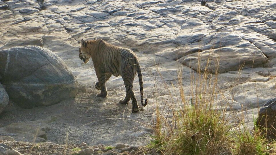 A tiger in the shadows walks along a rock away from the camera