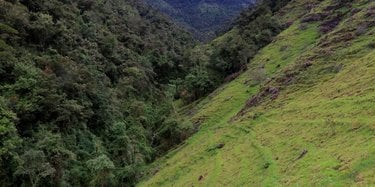 A forested sloping hill directly next to a deforested grassy sloping hill