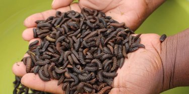 A person with cupped hands holds a bunch of black soldier fly larvae