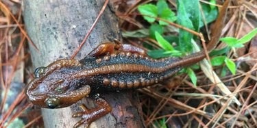 A brown newt with orange bumps on its back sitting on a stick