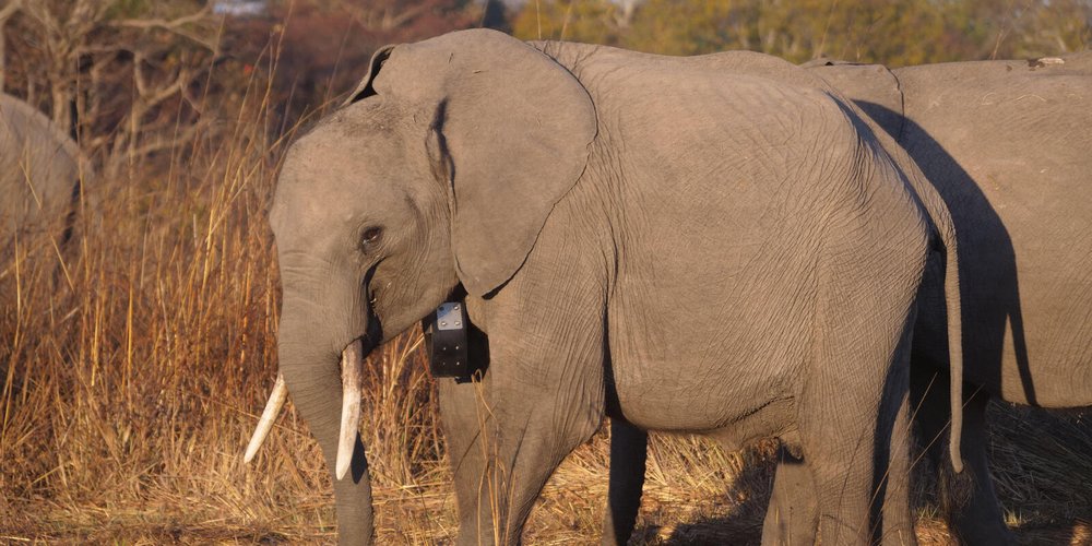 Tecnología LoRaWAN Para Monitorear Elefantes En Áreas Remotas | WWF
