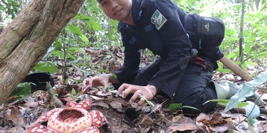 A man kneels down on the forest floor to reach for a large white and red flower