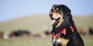 Closeup of a black dog with brown markings and a blurred herd of livestock in the background
