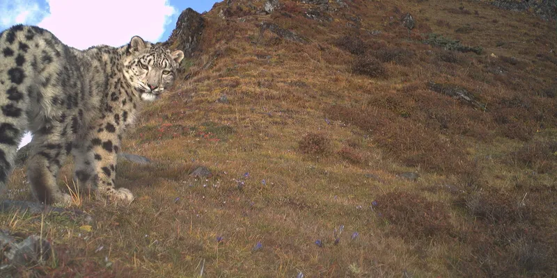 Camera trap image of a snow leopard walking and looking behind at the camera on a mountain