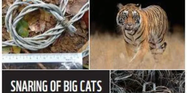 Cover of report featuring a variety of big cats found in mainlaind Asia