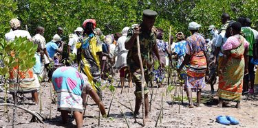 a group of people planting saplings in the dirt