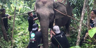 A team of conservationists working together to put a tracking collar safely on an elephant in the Malaysian forest