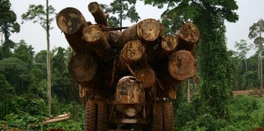 A truck driving into the forests of Borneo carries huge cut down tree trunks in its bed