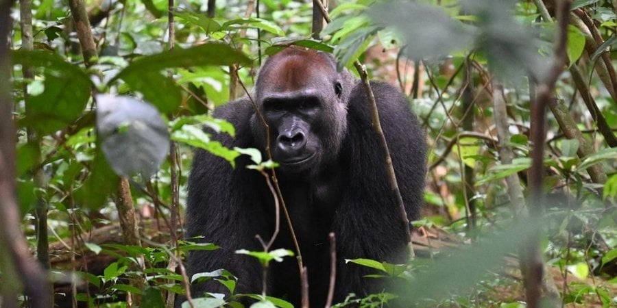 Western lowland gorilla and silverback Missiki looks at the camera from the trees inside Dzanga Sangha