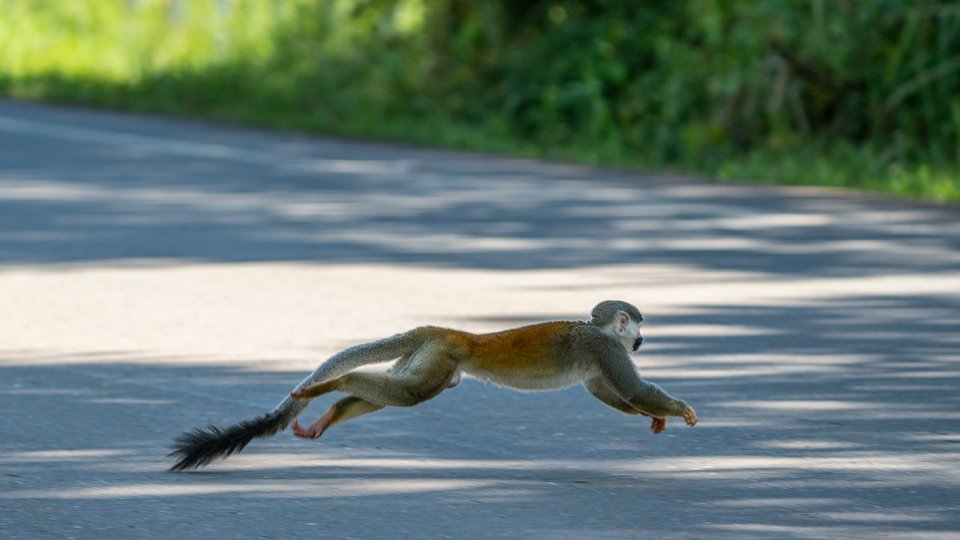 Squirrel monkey races across a paved road.