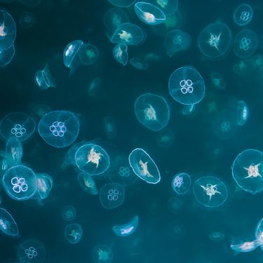 Swarm of common moon jellyfish in dark blue waters