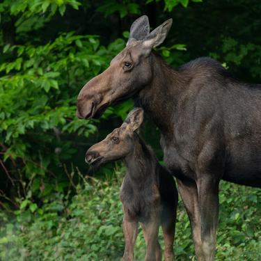 A moose cow and calf against green foliage