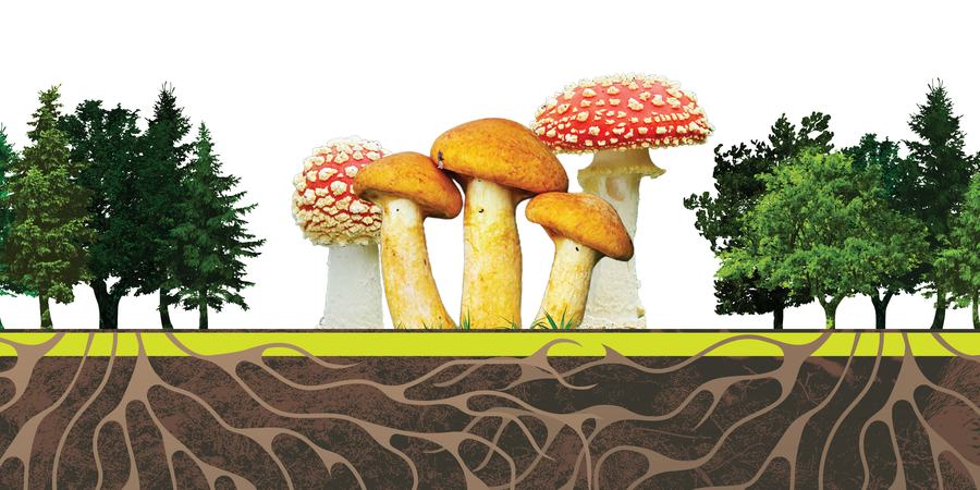 Composite image of trees, mushroom, and roots