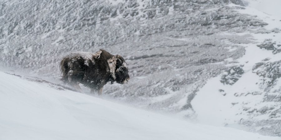Musk ox in the snow