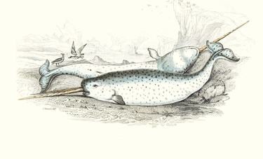 A drawing of a narwhal