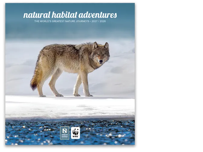 Cover of travel catalog with wolf in snow looking at camera