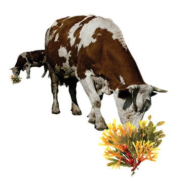 Illustration of cow and flowers