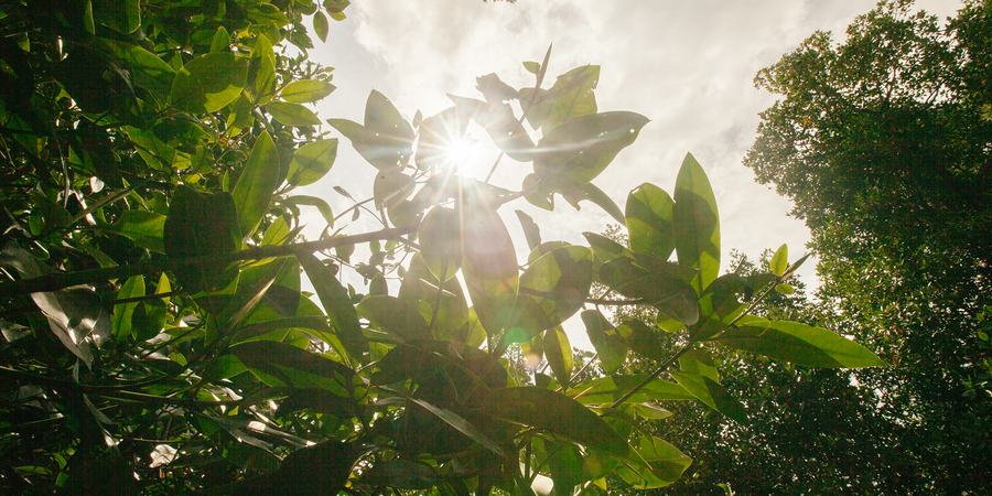 Leaves in sunshine
