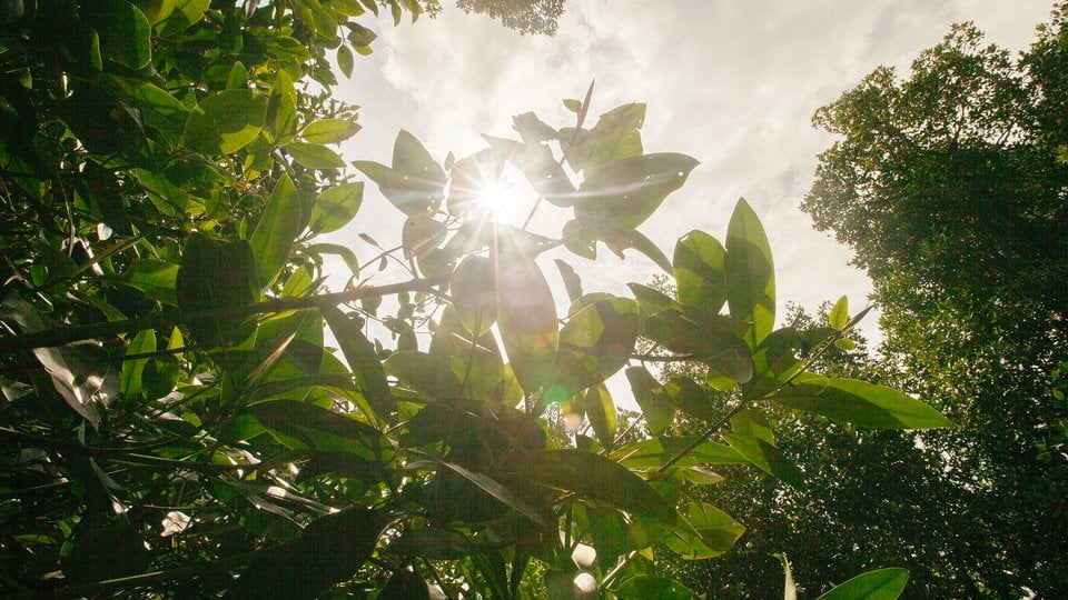 Leaves in sunshine