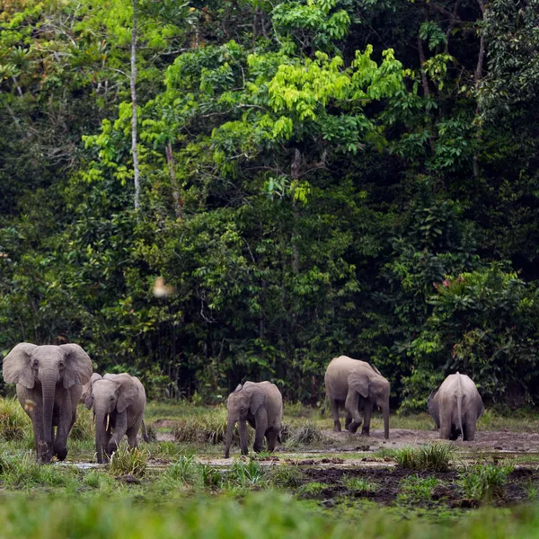 A group of elephants in a forest