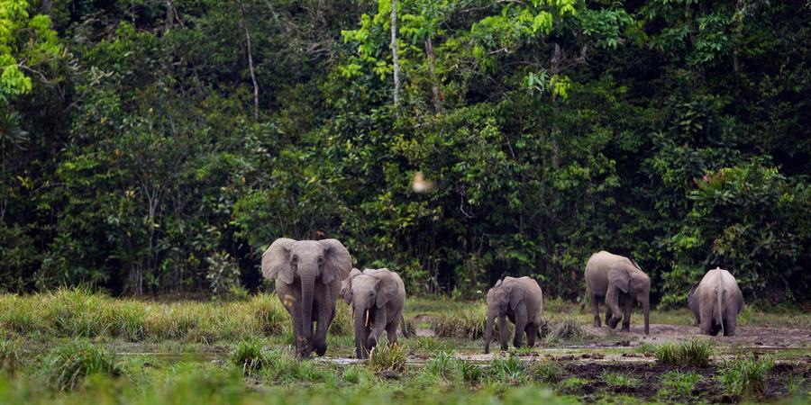 A group of elephants in a forest