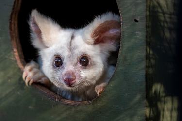Photo of greater glider peeking out of nestbox