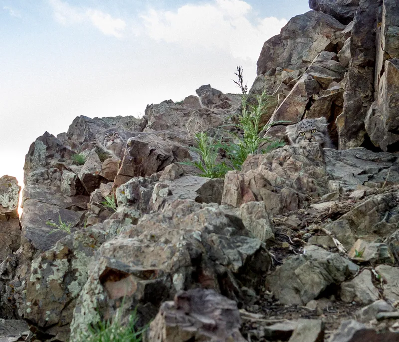 Three Pallas’s cats camouflaged in rocky terrain