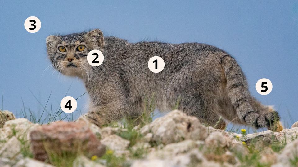 A Pallas’s cat, turned to camera, walking against a blue sky