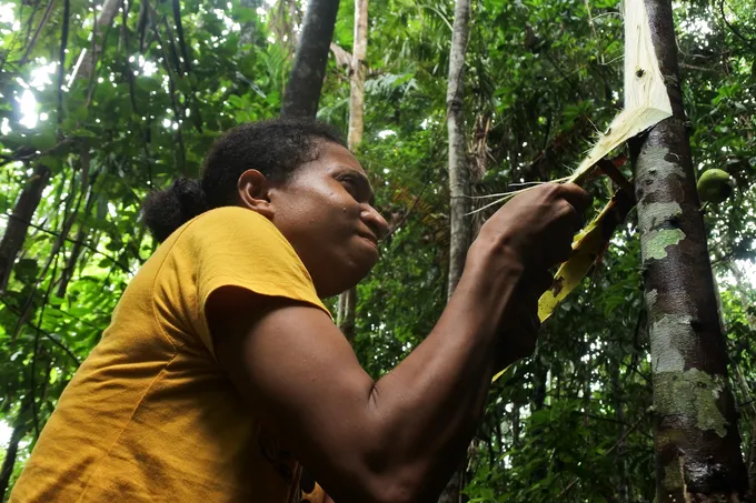 Woman peeling bark off tree