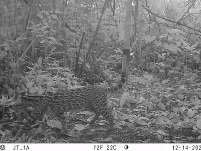An ocelot walking by a camera trap with tail up