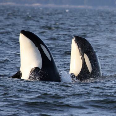 Two orcas with their heads above the surface