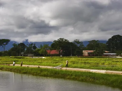 Fishers in a rural area using nets to catch tilapia