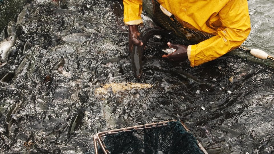 A man grabbing a trout from the water at a trout farm