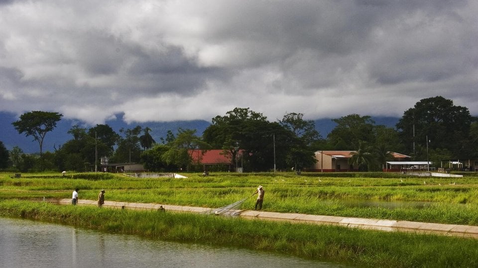 Fishers in a rural area using nets to catch tilapia