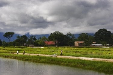 Fishers in a rural area using nets to catch tilapia