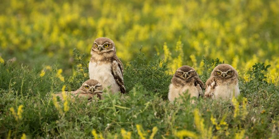 Several owls hiding in tall grass