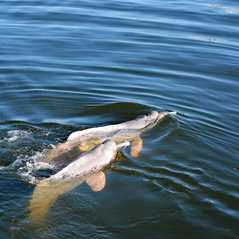 Two river dolphins swimming