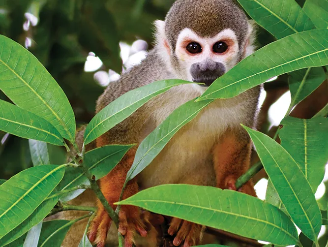 Monkey peeking through leaves