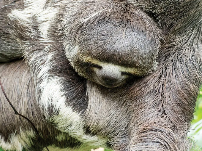 Sloth