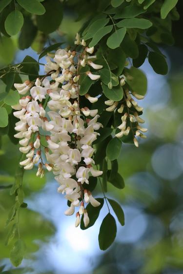 Close up of white flowers on a black locust tree