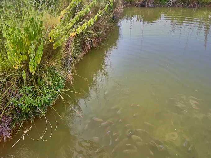 Looking down at a grassy shoreline with many fish visible beneath the water