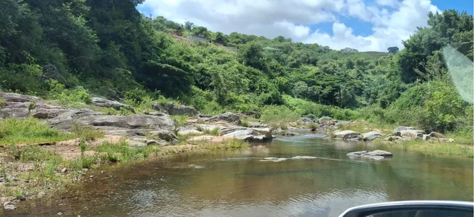 A shoreline with rocks and green foliage
