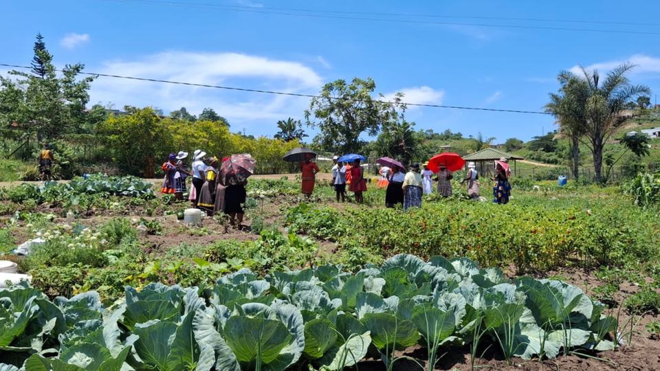 A group of people harvesting vegetables in a field
