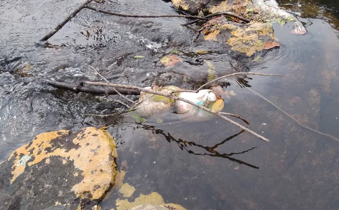 A discarded disposable diaper trapped in a stream