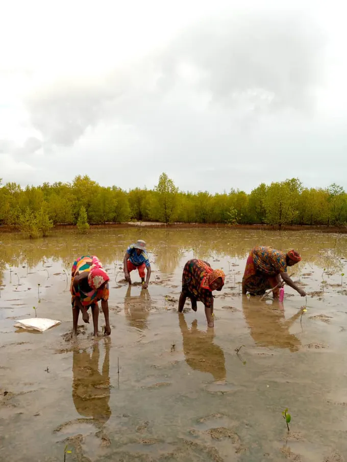 Four women bend over in ankle-deep brown water, planting seedlings